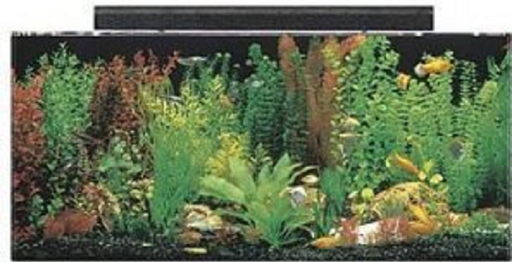 5-quality-40-gallon-aquarium-tanks-reviewed-and-compared