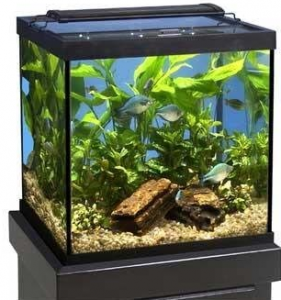 the-best-30-gallon-fish-tanks-aquarium