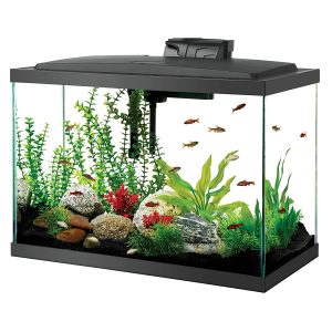 best-20-gallon-aquarium